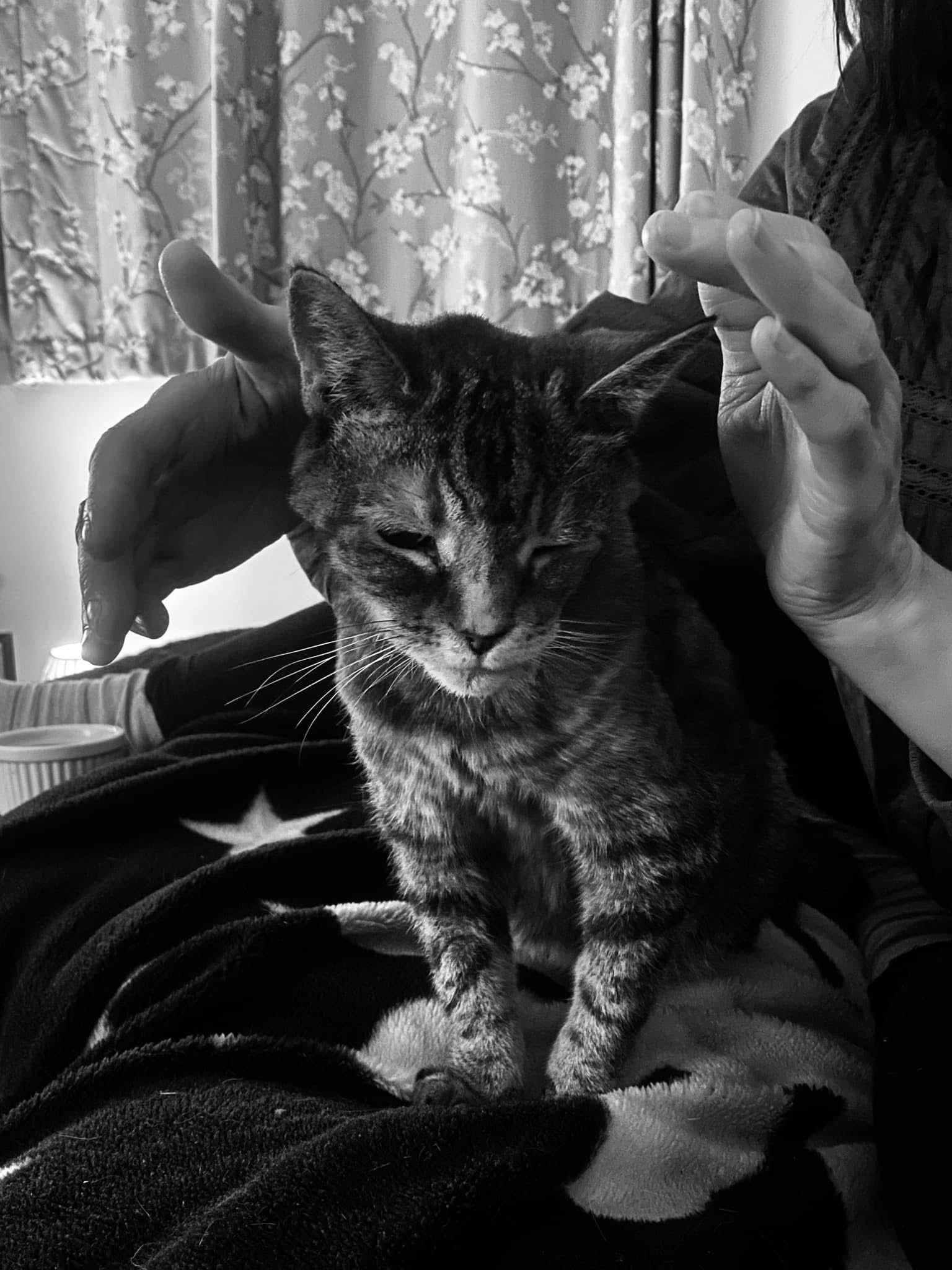 Angela giving Reiki to a cat